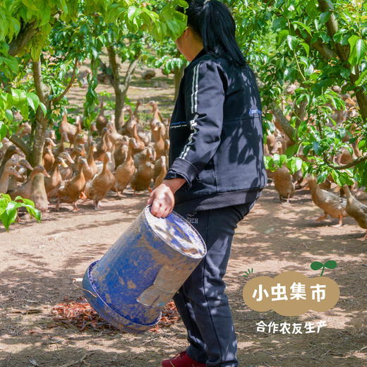 生态松花皮蛋 6枚装/ 15枚装 | 合作农友生产，来自四川成都，生产者：韩建斌 *【公平贸易农人定价】 商品图11