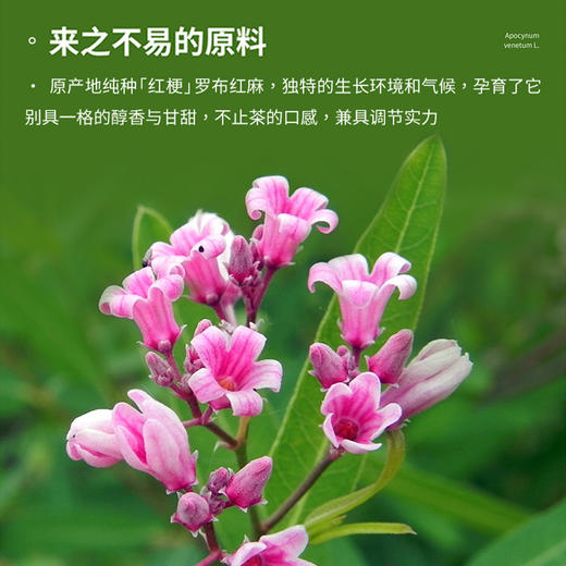 【新疆阿勒泰原产地】戈宝红麻罗布麻袋泡茶 适合血压偏高者养生茶礼盒装4.5g*56袋装 商品图2