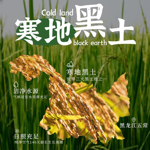 首米 五常大米 有机稻花香大米 5kg 有机牛卡礼盒 商品图5