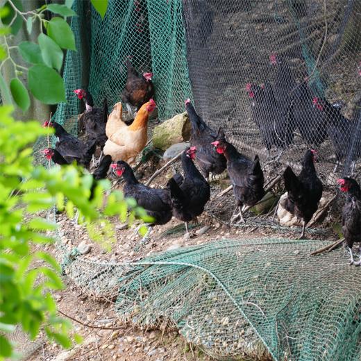 【周五发货】丹江口市凉水河镇散养黑羽鸡母鸡（净重2.2-2.4斤） 商品图1