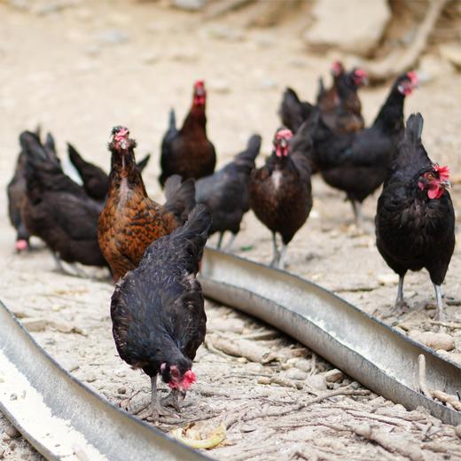 【周五发货】丹江口市凉水河镇散养黑羽鸡母鸡（净重2.2-2.4斤） 商品图2