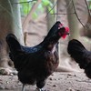 【周五发货】丹江口市凉水河镇散养黑羽鸡母鸡（净重2.2-2.4斤） 商品缩略图0