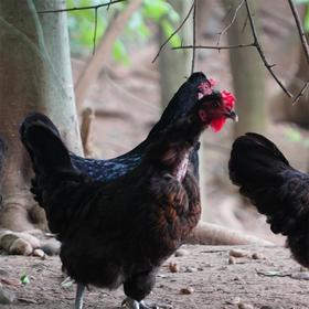 【周五发货】丹江口市凉水河镇散养黑羽鸡母鸡（净重2.2-2.4斤）