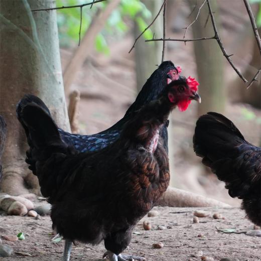 【周五发货】丹江口市凉水河镇散养黑羽鸡母鸡（净重2.2-2.4斤） 商品图0