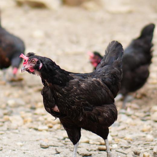 【周五发货】丹江口市凉水河镇散养黑羽鸡母鸡（净重2.2-2.4斤） 商品图3