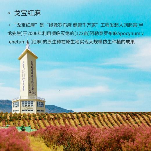 戈宝红麻罗布麻茶 原叶茶试饮 适合血压偏高人群中老年养生茶礼盒 商品图4