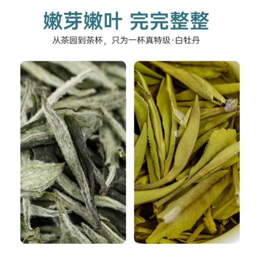 【年货礼盒】茶叶 白牡丹 白茶 2024新茶 年货礼盒 年货礼盒 福鼎白茶  茶饮 五虎 100g 商品图1