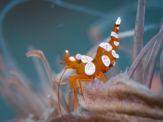 性感虾 商品图0