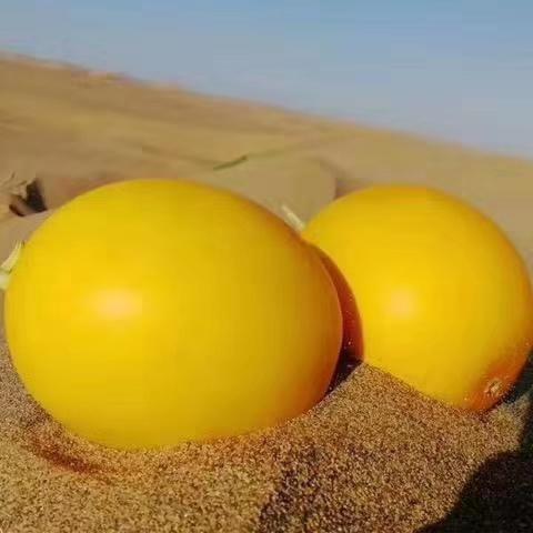 【脆甜爽口】陕西阎良黄金蜜瓜 金红脆 商品图3