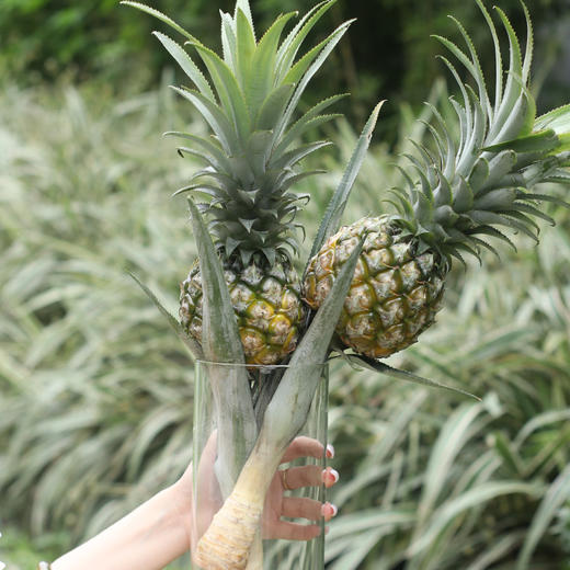 zc【一口消灭负能量】动感光菠 神湾菠萝 水培菠萝  2个彩箱装 商品图4