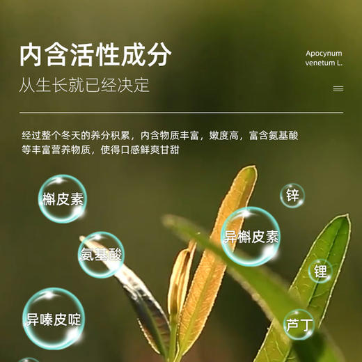 【新疆阿勒泰原产地】戈宝红麻®罗布麻顶叶茶适合血压偏高者  中老年养生茶礼盒4.5*58袋 商品图2