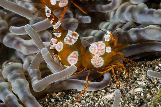 性感虾 商品图1