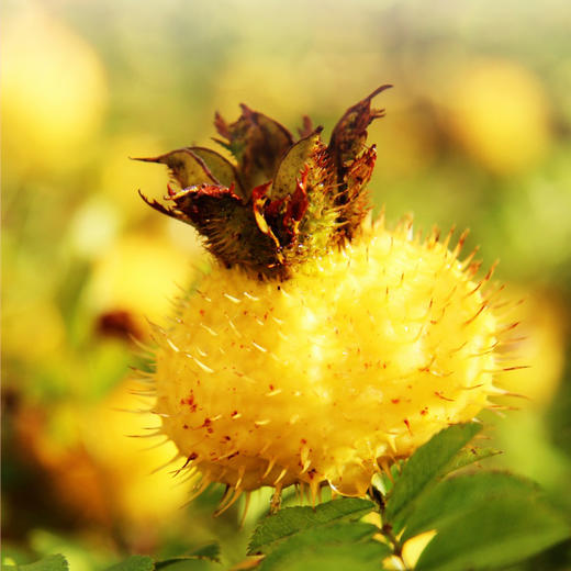 有机刺梨复合酵活液（花享容女性定制） 商品图9