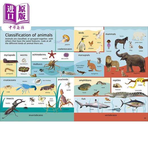 【中商原版】英文原版DK词典3册 1000 Useful Words常用词 STEM科学科普词汇 阅读写作技能提升 4-8岁 幼儿学前教育图书 商品图3