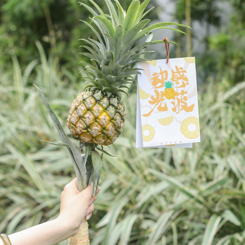 【一口消灭负能量】动感光菠 神湾菠萝 水培菠萝  2个彩箱装