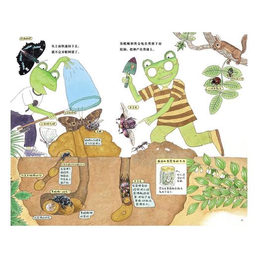 和雨蛙爸爸一起去采集昆虫 商品图1