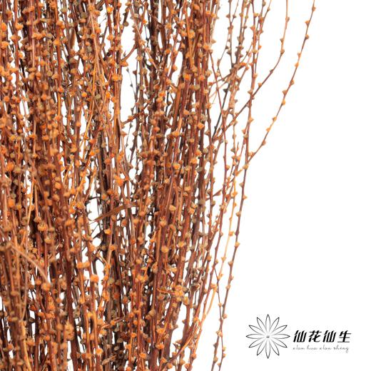 永生花材 | 雪草香槟 商品图1