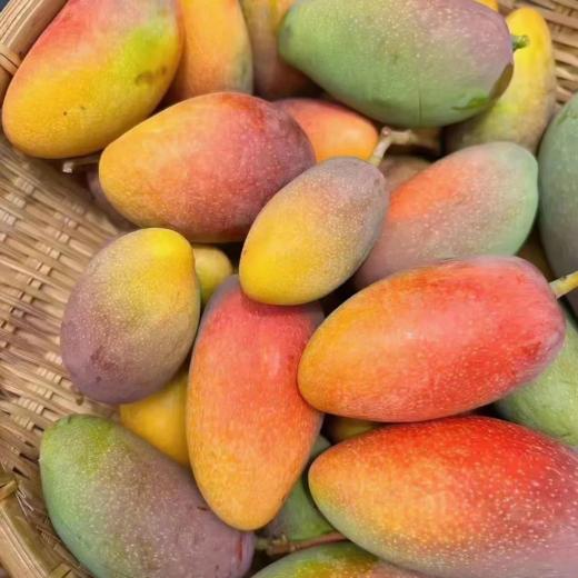 金凤凰芒果（小）约500g/份 商品图0