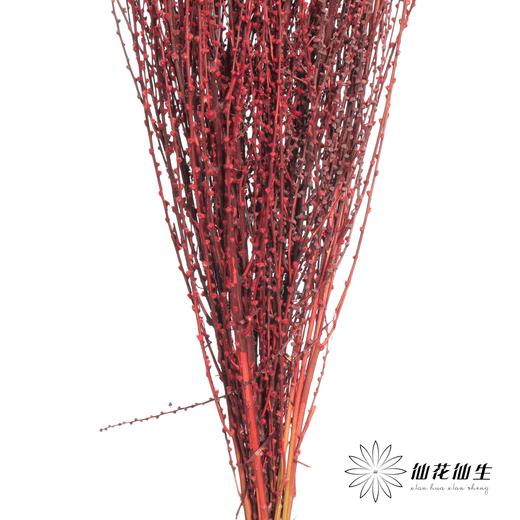 永生花材 | 雪草红色 商品图2
