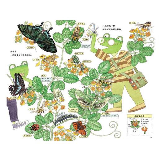 和雨蛙爸爸一起去采集昆虫 商品图4