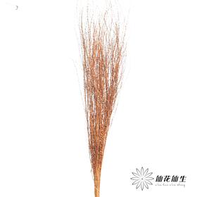 永生花材 | 雪草香槟