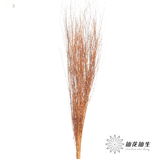 永生花材 | 雪草香槟 商品图0