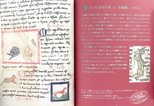 【中商原版】中世纪猫的生活 装饰手抄本图鉴 日文艺术原版 中世ネコのくらし 装飾写本でたどる Kathleen Walker-Meikle 商品图6