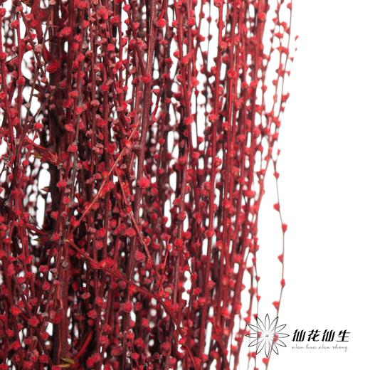 永生花材 | 雪草红色 商品图1