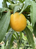 香蜜黄菊桃🍑 （4.5-5斤9-12枚）顺丰 商品缩略图4