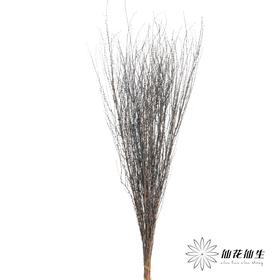 永生花材 | 雪草宝蓝