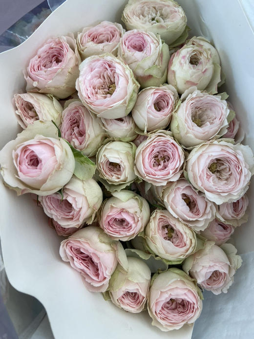 国产多头玫瑰-【酷皮】 商品图4