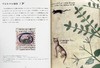 【中商原版】中世纪猫的生活 装饰手抄本图鉴 日文艺术原版 中世ネコのくらし 装飾写本でたどる Kathleen Walker-Meikle 商品缩略图7