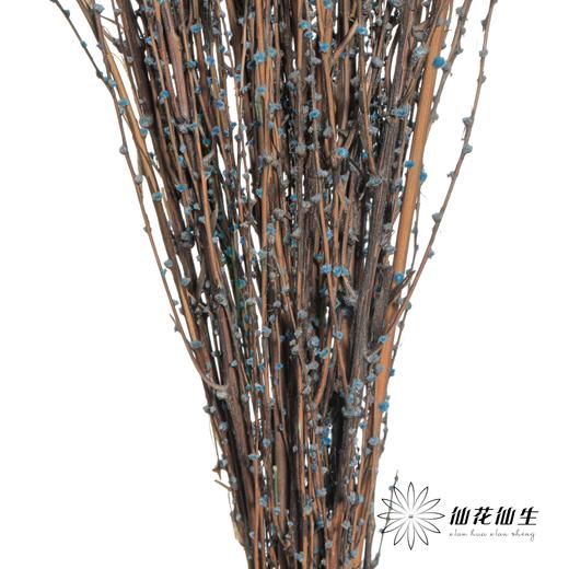 永生花材 | 雪草宝蓝 商品图2