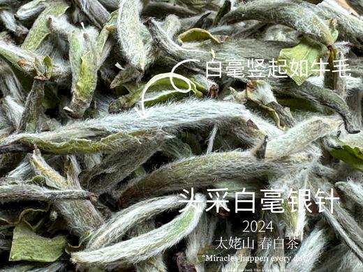 【2024春茶来了】2024头采白毫银针，鲜、嫩、爽、滑，怎一个“嫩”字了得？ 商品图6