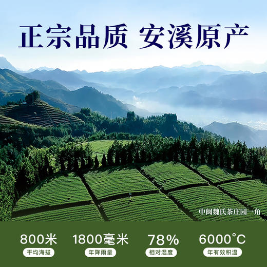 魏氏茶 魏氏韵五星 传统铁观音 魏氏嫡传300年制茶技艺 中国茶叶博物馆“中国好茶” 64g/盒（8克*8泡） 商品图1