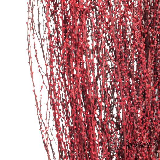 永生花材 | 雪草红色 商品图3