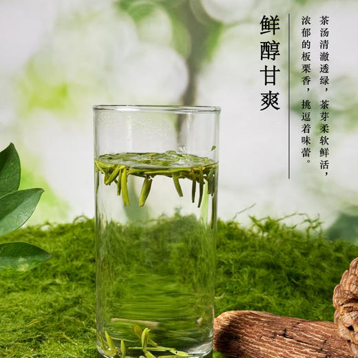 早春雀舌3000 商品图2