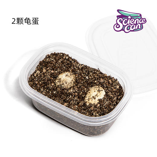 科学罐头乌龟蛋 【2颗蛋+1包龟粮】 商品图1
