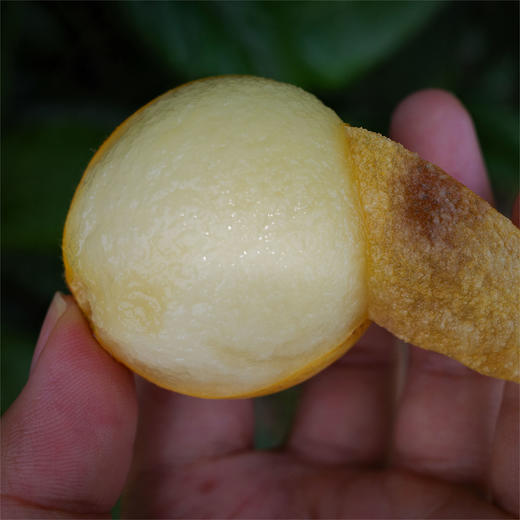 塘栖·白沙枇杷（4斤装）  个头均匀，果肉软糯（京东生鲜特快发货） 商品图3