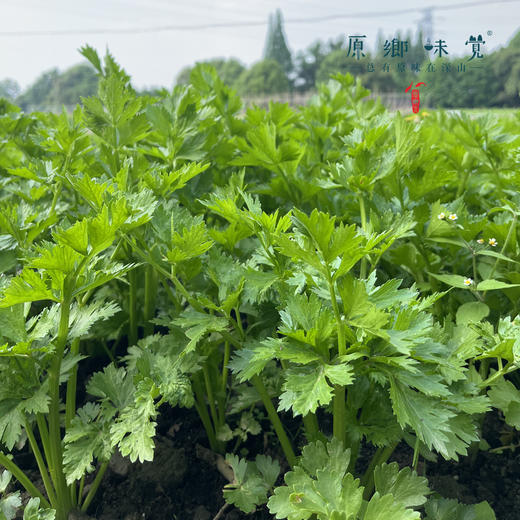 生态露天西芹【农场直发-顺丰包邮】| 3斤，5斤/箱，成都郫都区基地，【原乡农场，自产自销】 商品图7