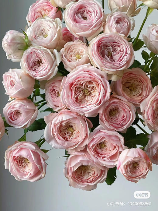 国产多头玫瑰-【酷皮】 商品图0