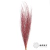 永生花材 | 雪草红色 商品缩略图0