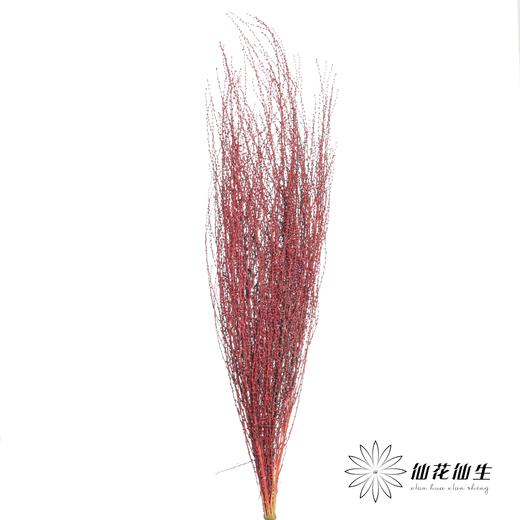永生花材 | 雪草红色 商品图0