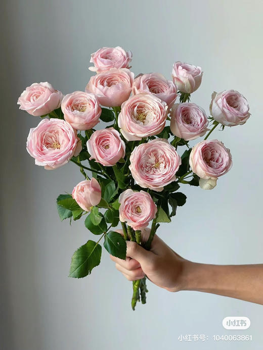 国产多头玫瑰-【酷皮】 商品图3