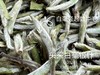 【2024春茶来了】2024头采白毫银针，鲜、嫩、爽、滑，怎一个“嫩”字了得？ 商品缩略图4
