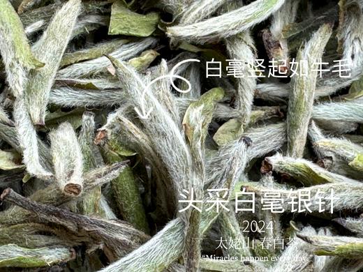 【2024春茶来了】2024头采白毫银针，鲜、嫩、爽、滑，怎一个“嫩”字了得？ 商品图4