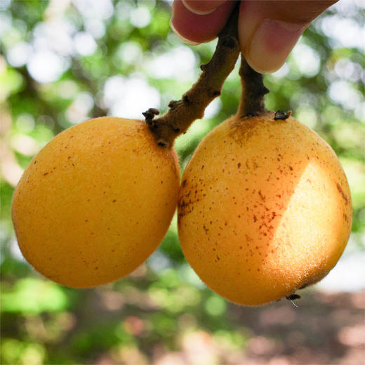 塘栖·白沙枇杷（4斤装）  个头均匀，果肉软糯（京东生鲜特快发货） 商品图6