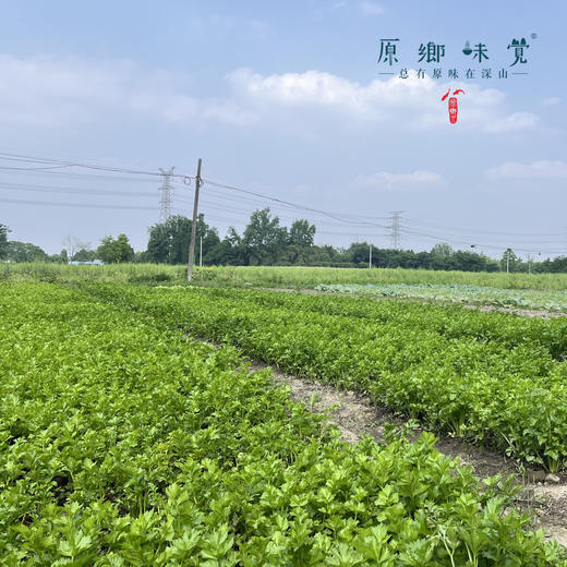 生态露天西芹【农场直发-顺丰包邮】| 3斤，5斤/箱，成都郫都区基地，【原乡农场，自产自销】 商品图4