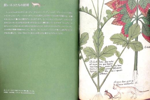 【中商原版】中世纪猫的生活 装饰手抄本图鉴 日文艺术原版 中世ネコのくらし 装飾写本でたどる Kathleen Walker-Meikle 商品图4