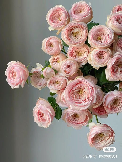 国产多头玫瑰-【酷皮】 商品图1